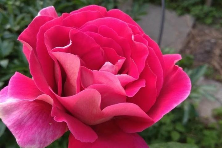 IMG_20200614_194646_Easy-Resize.com