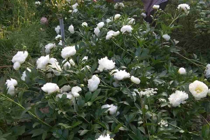 IMG_20200614_194700_Easy-Resize.com