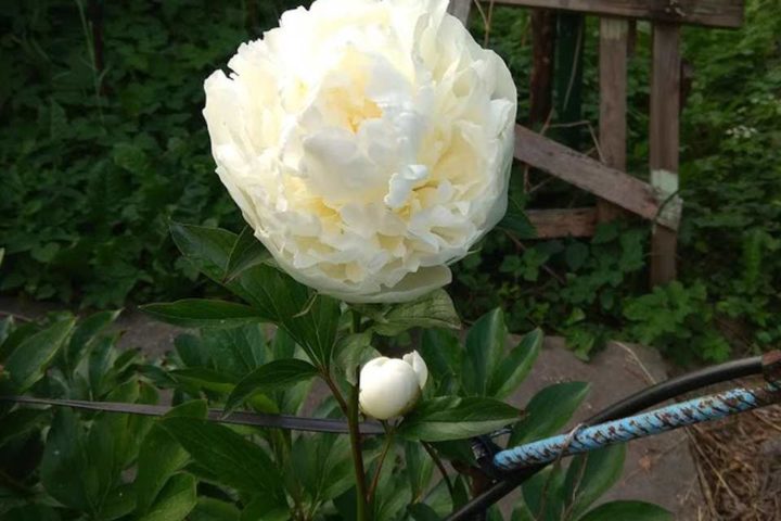 IMG_20200614_194710_Easy-Resize.com