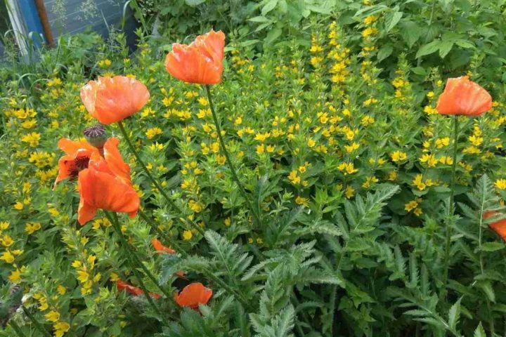 IMG_20200614_194840_Easy-Resize.com