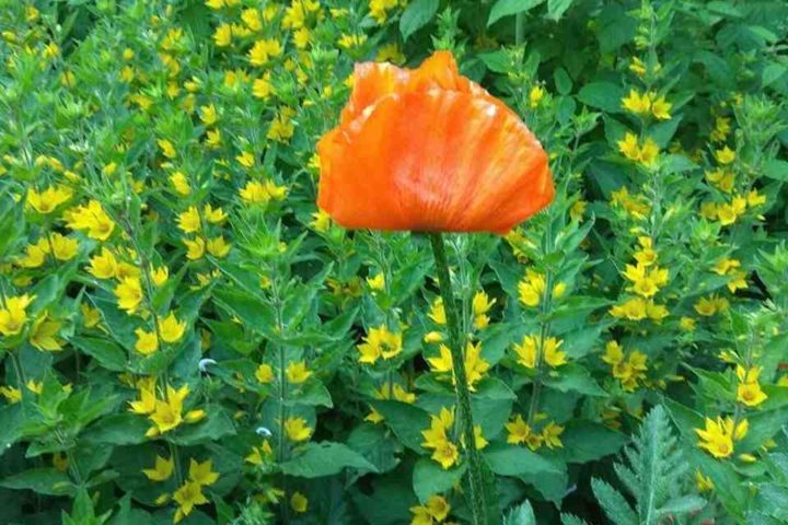 IMG_20200614_194846_Easy-Resize.com