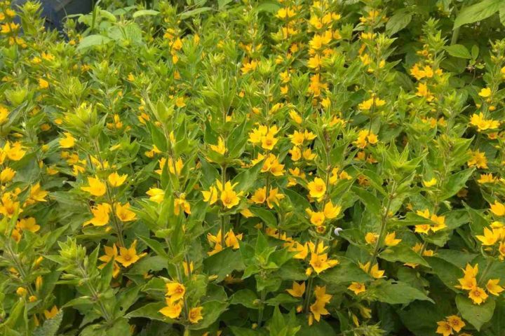 IMG_20200614_194852_Easy-Resize.com