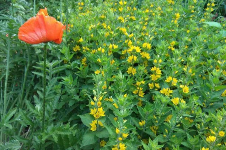 IMG_20200614_194903_Easy-Resize.com